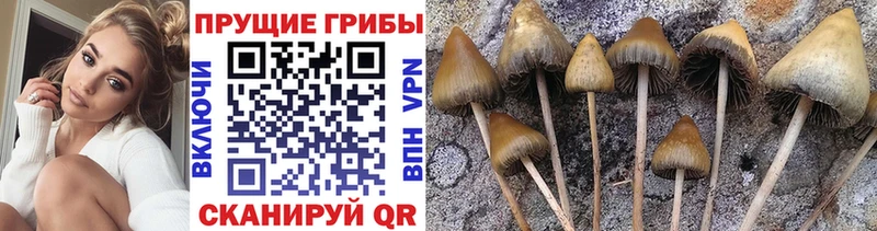 Псилоцибиновые грибы прущие грибы  как найти   Озёры 